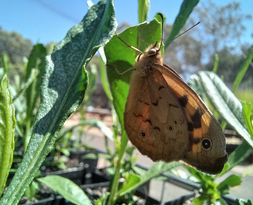 Male Common Brown butterfly resting on a Sticky Hop Bush.