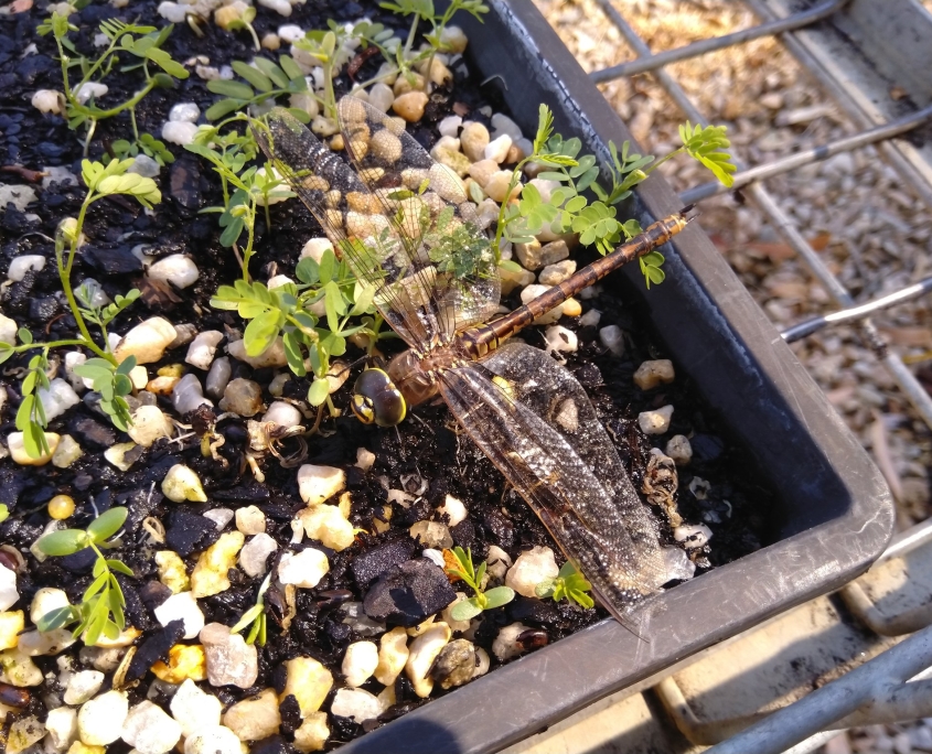 Dragonfly on seedling tray.