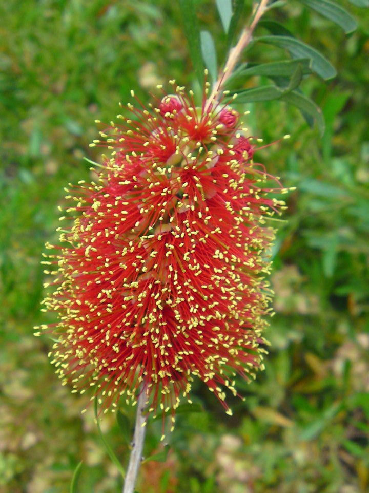 Scarlet bottlebrush