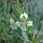 White goodenia