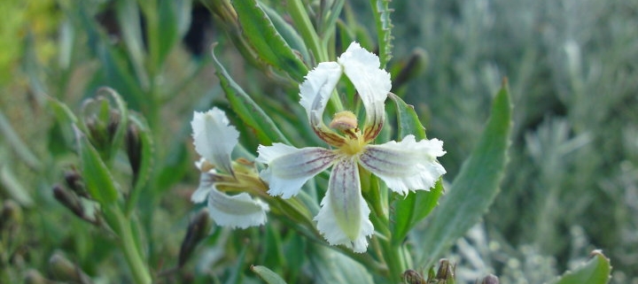 White goodenia