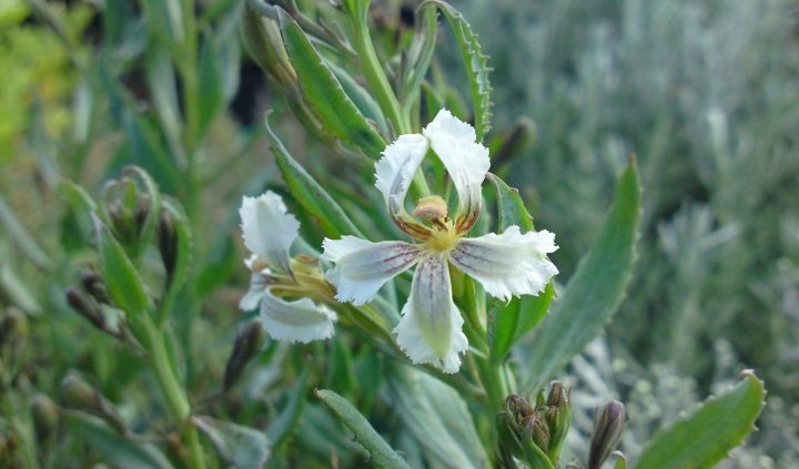 White goodenia