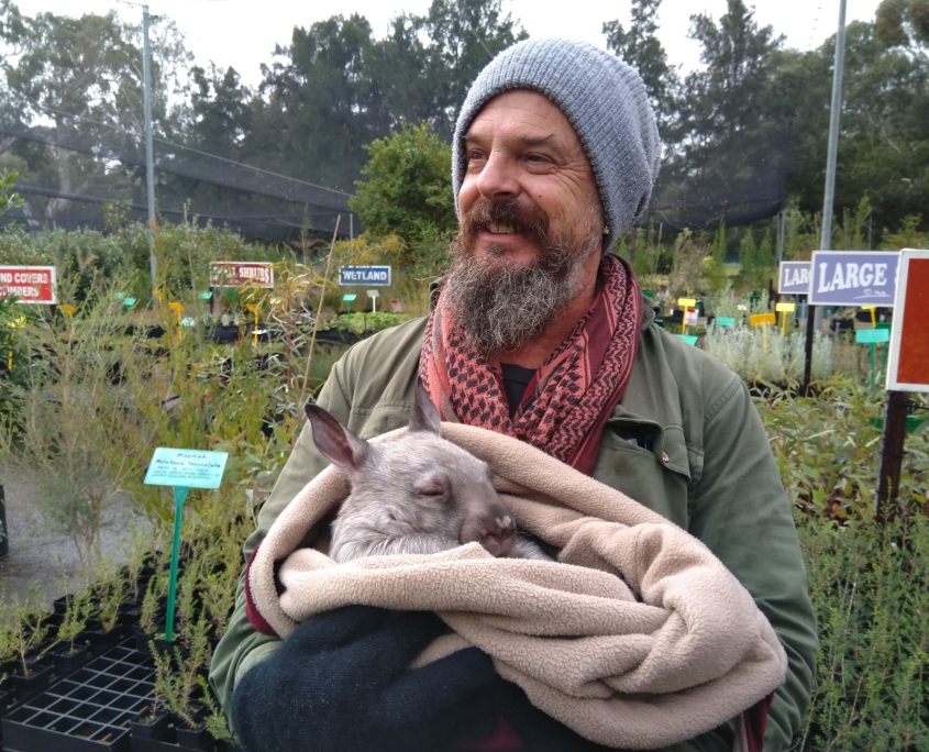 Peter Hemmings holding a second wombat in a blanket.