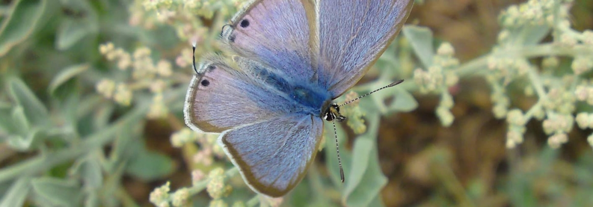 Saltbush blue butterfly