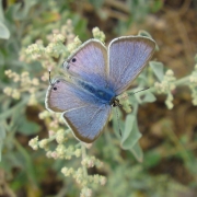 Saltbush blue butterfly