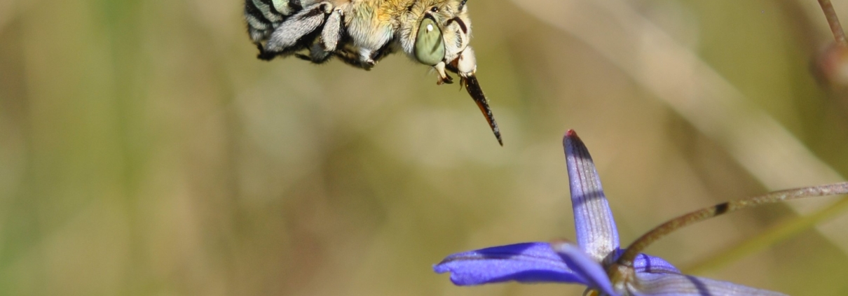 Blue banded bee and Daniella flower
