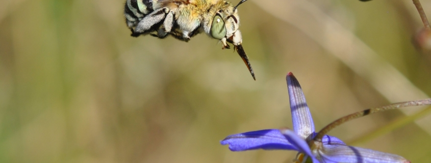 Blue banded bee and Daniella flower