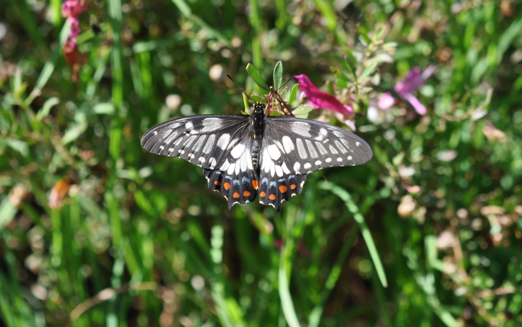 Dainty Swallowtail (Papilio anactus)