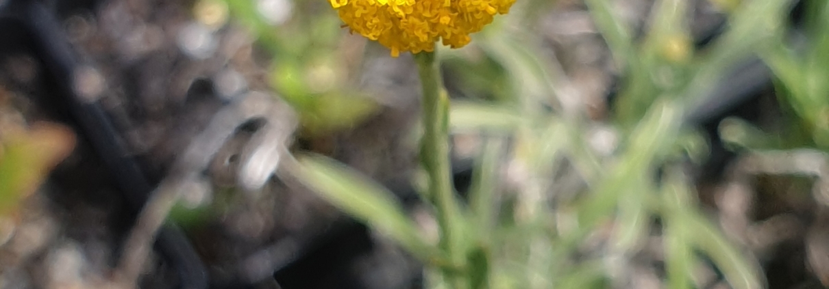 Billy Button flower