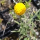 Billy Button flower