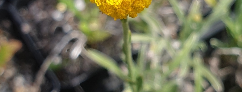 Billy Button flower